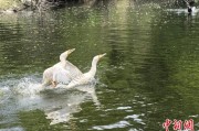 梦见白蛇吉林：罕见白鸬鹚连续两年“故地重游”