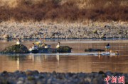 梦见白蛇歙县完成安徽首个县域生物多样性调查 共记录物种近4千种